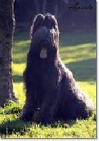 Étalon Berger de Brie - CH. In Illo Tempore el xargall