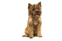 Étalon Cairn Terrier - Beeba de La Fontaine Saint-Georges