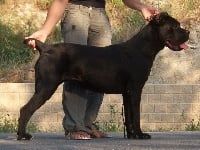 Étalon Cane Corso - CH. Rothorm Jy Dream Linx