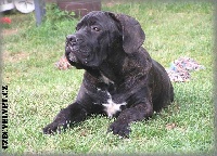 Étalon Cane Corso - Ašar Czech Velvet