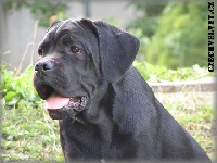 Étalon Cane Corso - Aristokracia Czech Velvet