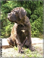 Étalon Cane Corso - Avenger Czech Velvet
