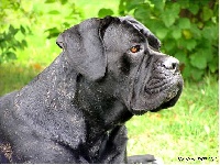 Étalon Cane Corso - Bohemia Corso Black lady beroan