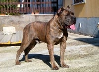 Étalon Cane Corso - Warrior (Sans Affixe)