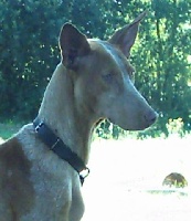 Étalon Chien de garenne des Canaries - Algezira De cambholt