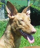 Étalon Chien de garenne des Canaries - CH. Benisa De cambholt