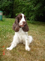 Étalon Cocker Spaniel Anglais - Allumette domaine du charnève