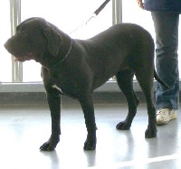 Étalon Fila Brasileiro - 120 senda do eshabeta ll (Sans Affixe)