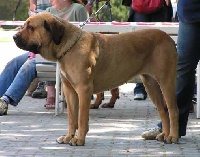 Étalon Fila Brasileiro - CH. Gaia Sakaliho dvora