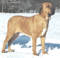 Étalon Fila Brasileiro - CH. Electra tonia Sakaliho dvora