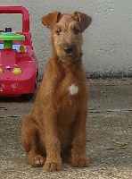 Étalon Irish Terrier - O'Nut Glen Dag and dandy