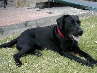 Étalon Labrador Retriever - des berges du Tavignano Urska