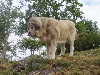 Étalon Mâtin espagnol - Favila dite tundra (Sans Affixe)