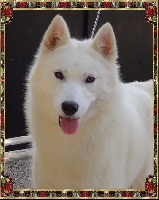 Étalon Siberian Husky - Azur white Of ruby's river