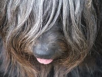 Étalon Skye Terrier - Tom pouss' des vallées Engissoises