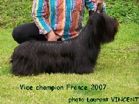 Étalon Skye Terrier - CH. A new star was born pixel des vallées Engissoises