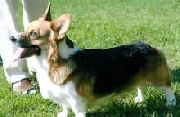 Étalon Welsh Corgi Pembroke - Sir arthur super lord des Contamines