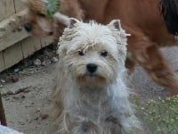 Étalon West Highland White Terrier - Tiffany De la combe berail