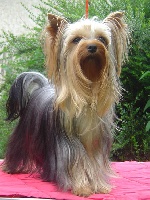 Étalon Yorkshire Terrier - Bergamotte de la Pam'Pommeraie