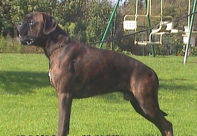 Cronos de L'Enfer Vert