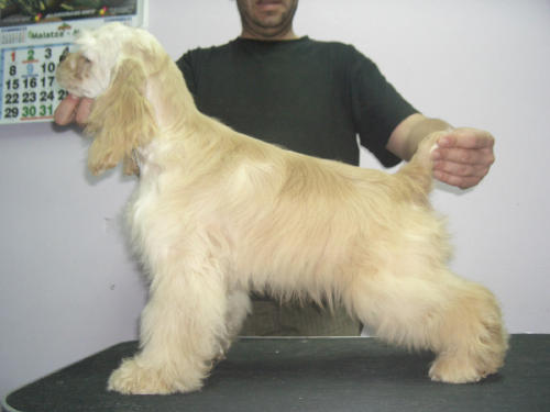 Publication : de Valdeliendo 