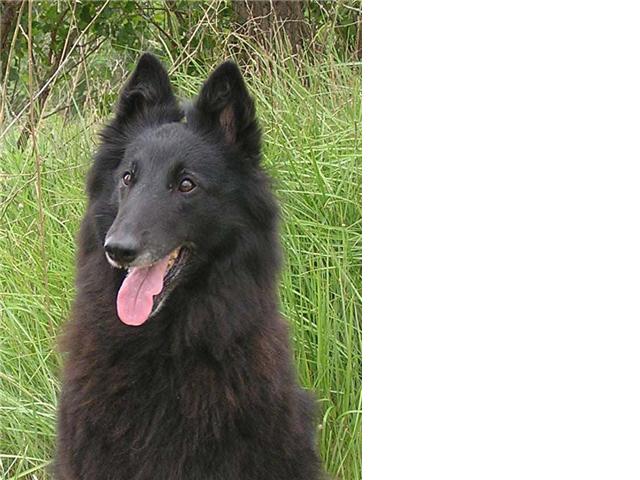 Sheitan Black des loups de la forêt sacrée