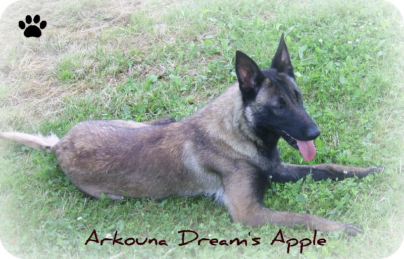 Arkouna Dream's Apple