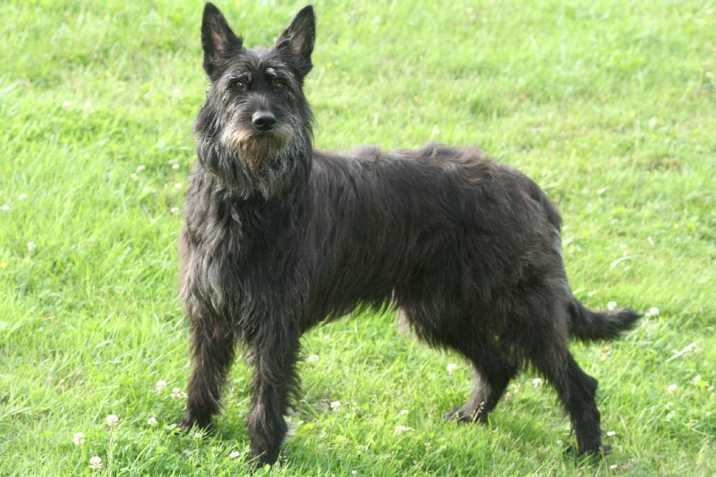 Publication : de l'Escadron Bleu 