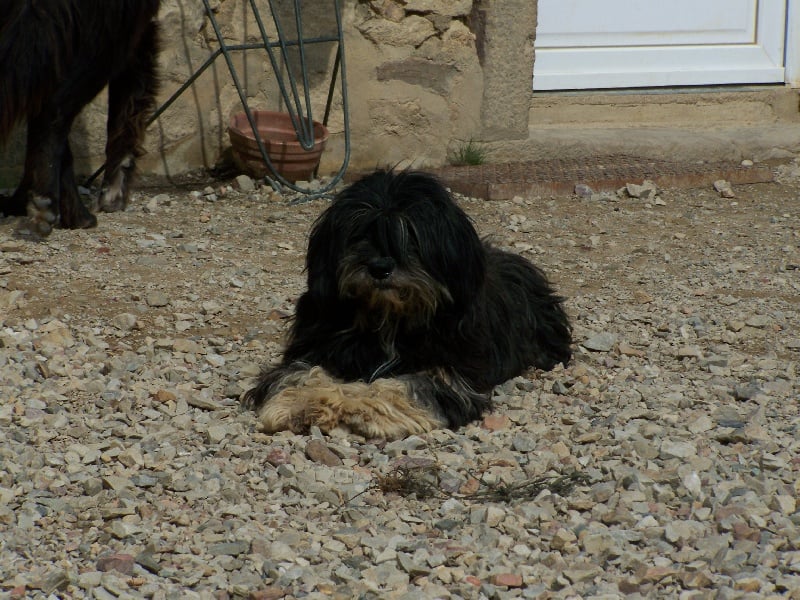 Publication : de Lothlorien 