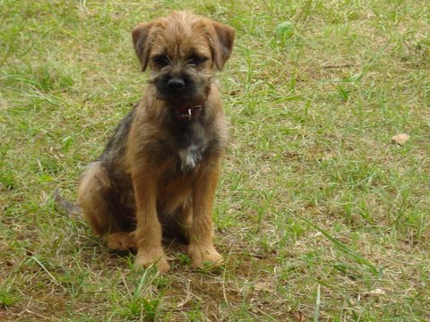 Publication : de la Butte aux Chèvres Auteur : ZORRILLA