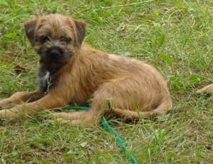 Publication : de la Butte aux Chèvres Auteur : Zorrilla