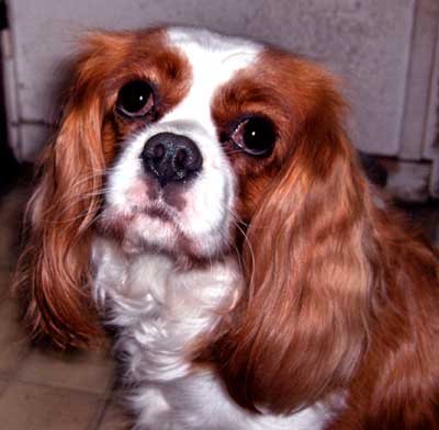 Abigaille des chatelaines du chailloy