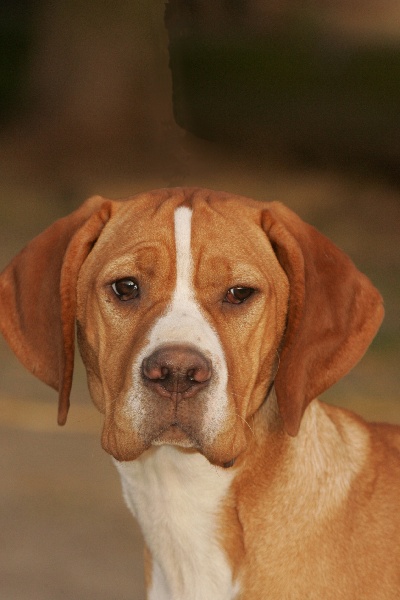 Publication : vom luxburgshof Auteur : Schreiner Angie