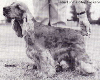 CH. Lochdene Flamingo of cardamine