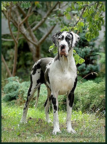 CH. Aliana Alison salvare