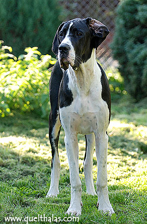 Publication : Quel'Thalas Auteur : Quel'Thalas FCI