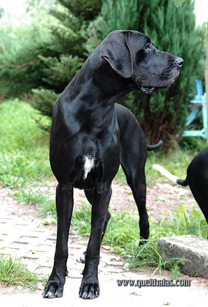 Publication : Quel'Thalas Auteur : Quel'Thalas FCI