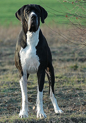 CH. Hiro hito de miranko