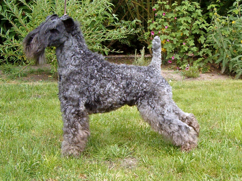 Publication : du Harpouy D'Auzan Auteur : sb