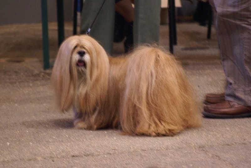 U'chang'ka de la Mascotte Dorée