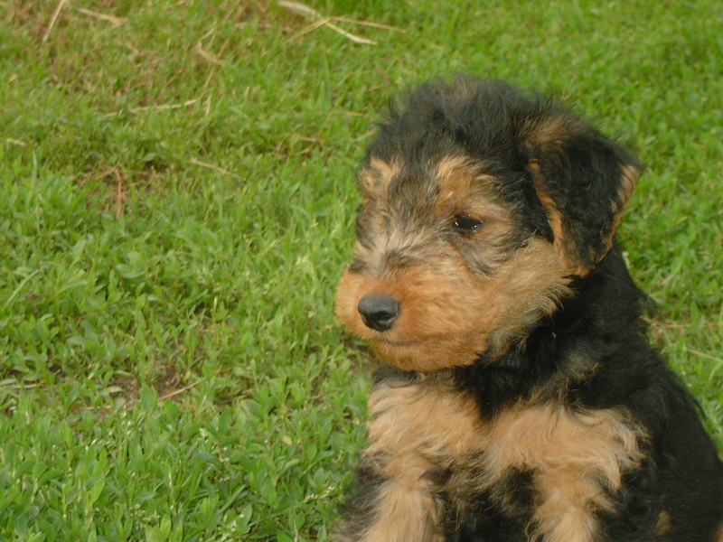 Publication : du jardin d'Arcana 