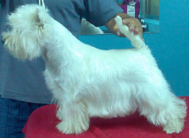 Publication : Nibheis 