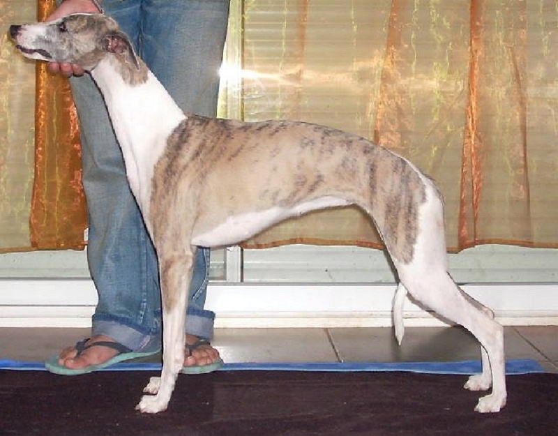 Silk purse de Can Nel