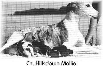 Hillsdown Mollie . elite b