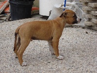 Étalon American Staffordshire Terrier - Douglas touch of french Field of Fire