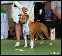 Étalon American Staffordshire Terrier - hillnez Imperia