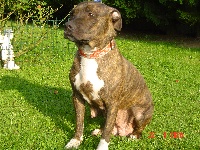 Étalon American Staffordshire Terrier - Benta du vendocre