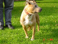 Étalon American Staffordshire Terrier - Sintra du vendocre
