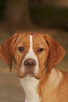 Étalon Chien d'arrêt Portugais - CH. Chivas du moulin de Leuville