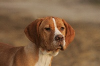 Étalon Chien d'arrêt Portugais - CH. Chivas du moulin de Leuville